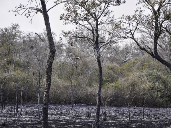 Emergencia Nacional asegura que incendios están controlados