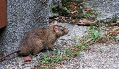 Confirman segundo caso de Hantavirus en capiatá