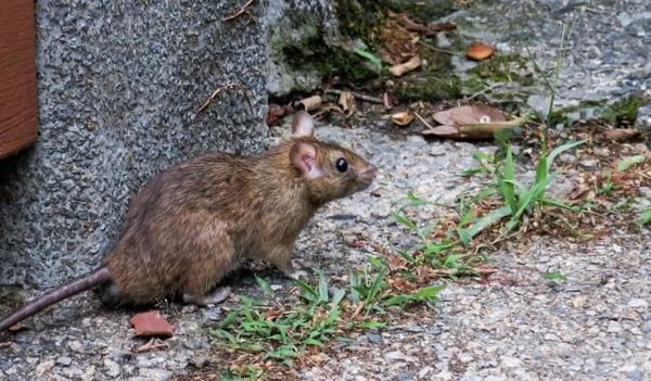 Confirman segundo caso de Hantavirus en capiatá
