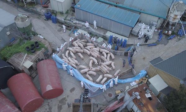 Seúl refuerza cuarentena para tratar de controlar la peste porcina africana
