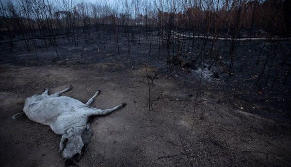 Muerte y devastación, una escena que se repite en el principal pulmon de oxígeno en el mundo