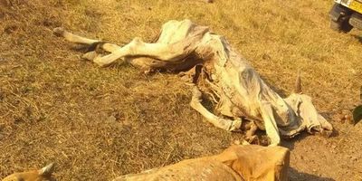 Intensa sequía causa la muerte de animales en Casanare.