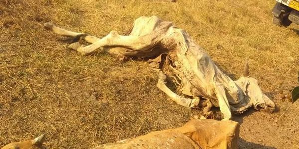 Intensa sequía causa la muerte de animales en Casanare.