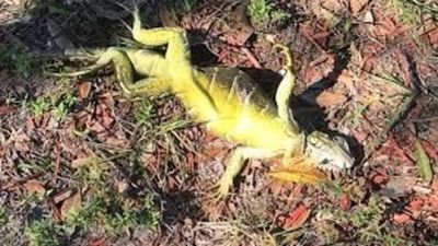 Iguanas descongeladas atacan a residentes en Florida