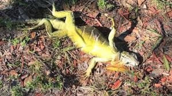 Iguanas descongeladas atacan a residentes en Florida