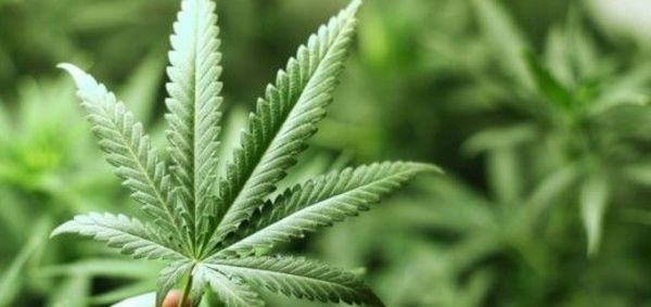 Regulación de la marihuana no estimula su consumo, según Tabaré Vazquéz