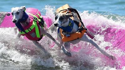 Los perros, en torneo de surf