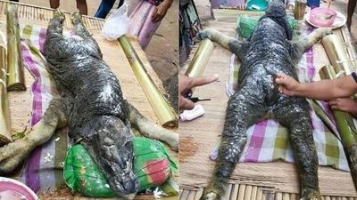Bestia "mitad cocodrilo, mitad búfalo" aparece en Tailandia
