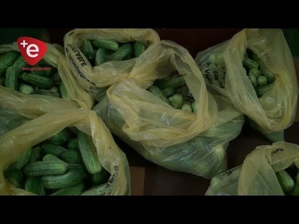 PRIMERA COSECHA DE PEPINILLOS