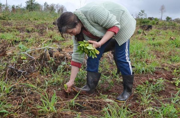 Lluvia reactivará la producción en Misiones - Digital Misiones