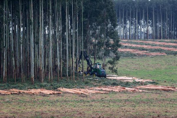 Uruguay y su forestación, el pilar del desarrollo sustentable - Ciencia - ABC Color