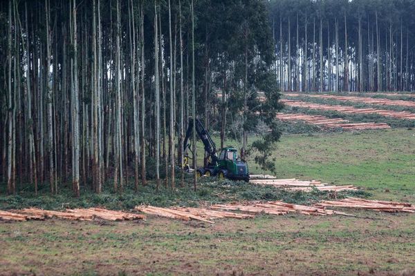 Uruguay y su forestación, el pilar del desarrollo sustentable  - Ciencia - ABC Color