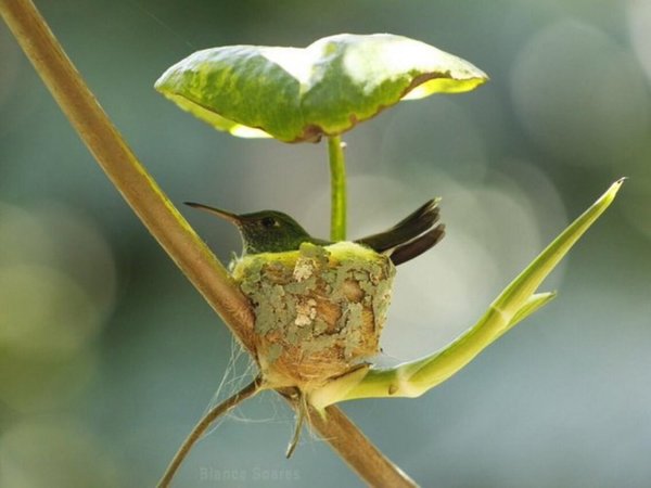 Joven paraguaya hizo una asombrosa foto a un picaflor y piden que llegue hasta NatGeo