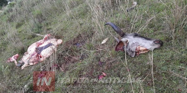 NUEVA DENUNCIA DE ABIGEATO EN SAN JUAN DEL PARANÁ