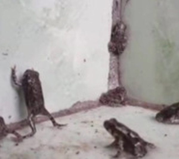 Invasión de ranas en escuela de Presidente Franco - Paraguay.com