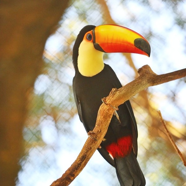 Itaipu fue admitido como miembro de la Asociación Latinoamericana de Parques Zoológicos | .::Agencia IP::.