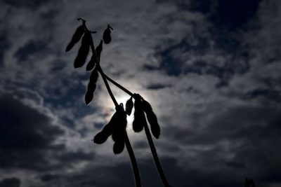 Productores esperan más lluvias para seguir sembrando