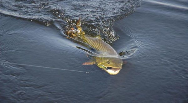 Antequera busca posicionarse como capital de la Competencia Nacional de Pesca Deportiva