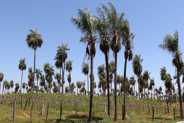 “El árbol bondadoso del Paraguay” | La Nación