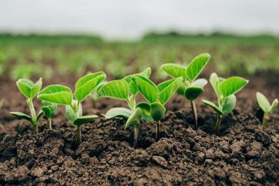 Paraguay sigue en la vanguardia en implementación de biotecnología | La Nación