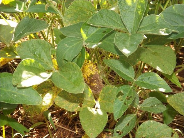 Alertan a productores de soja por aparición de roya » Ñanduti