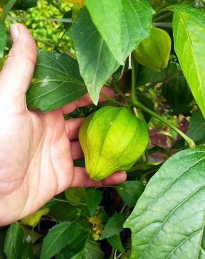 Tomate verde - ABC Rural - ABC Color