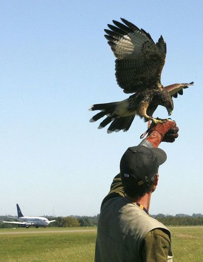 Los aeropuertos en busca de soluciones contra aves