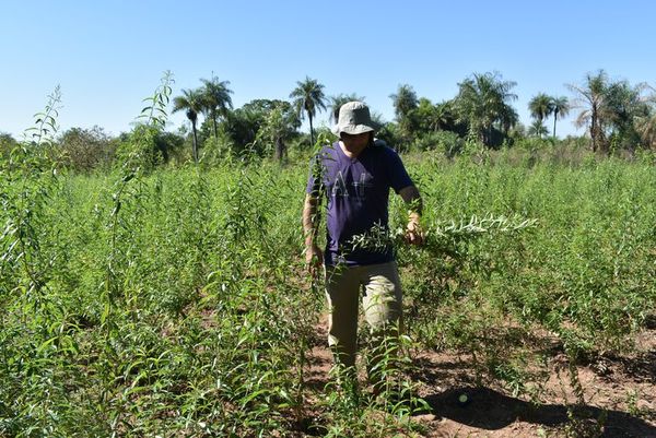 Inician cosecha de plantas medicinales en Santiago, Misiones - Nacionales - ABC Color