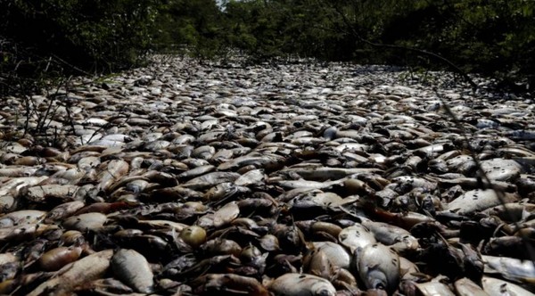 Urgente deben decir la verdad de la mortandad de peces - Informate Paraguay