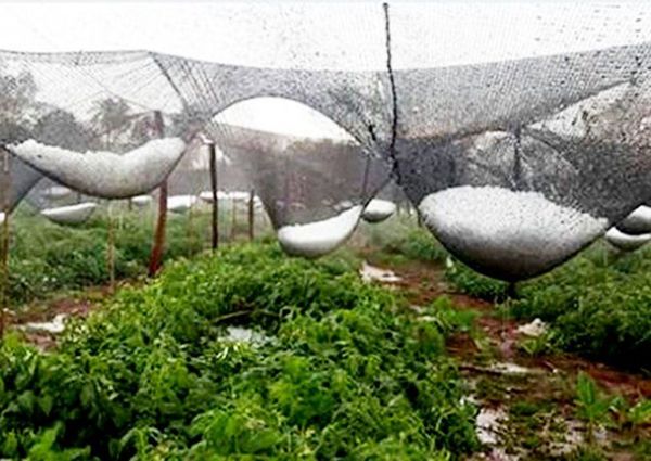 Millonarias pérdidas generó granizada en La Colmena