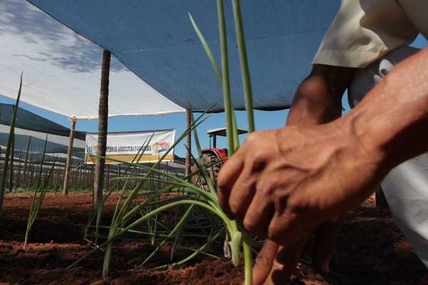 Las lluvias generan «suspiro optimista» en el sector productivo | .::Agencia IP::.