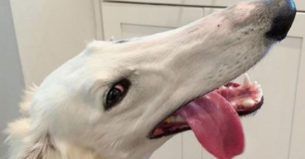Perrito con el hocico más largo del mundo