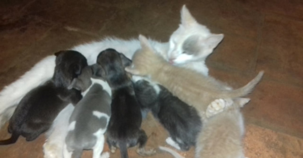 Gatita “adoptó” 3 jagua’i y hasta ¡les da de mamar!