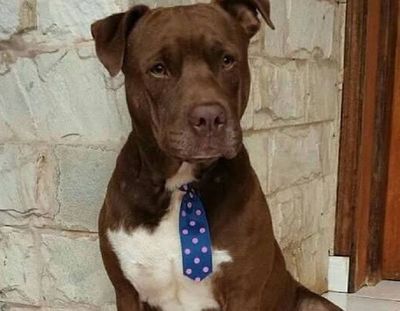 Marchan tras ataque a martillazos a un pitbull