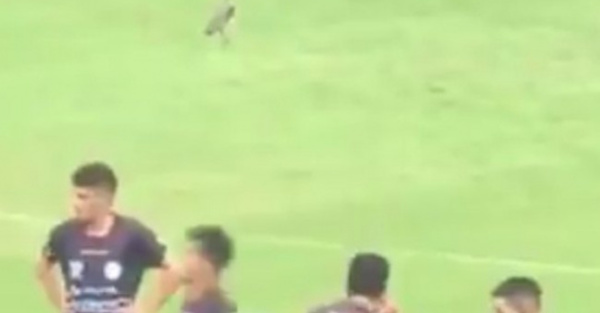 Un “pajarón” le atacó a uno de los árbitros