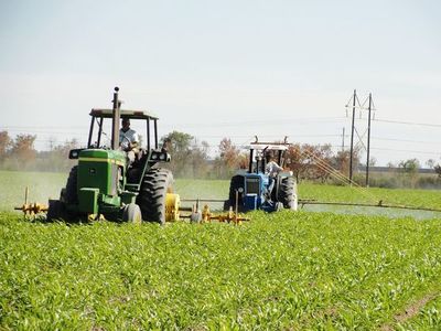 Las lluvias generan "suspiro optimista" en el sector productivo » Ñanduti