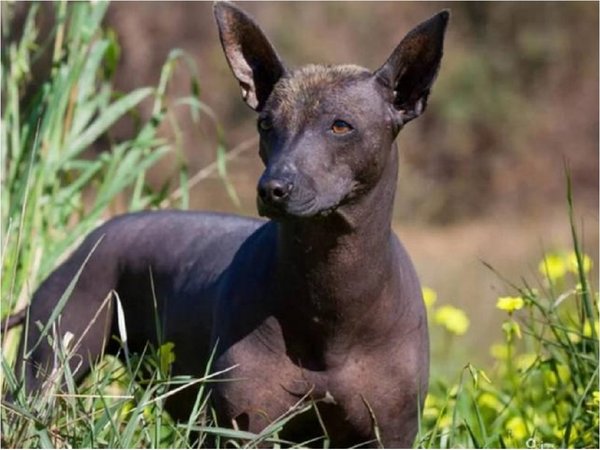 La historia del xoloitzcuintle, el perro sin pelo