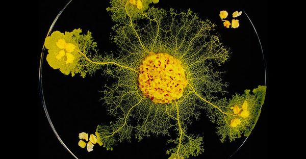 Un moho inteligente, el nuevo ’fichaje’ del zoo de París - Ciencia - ABC Color