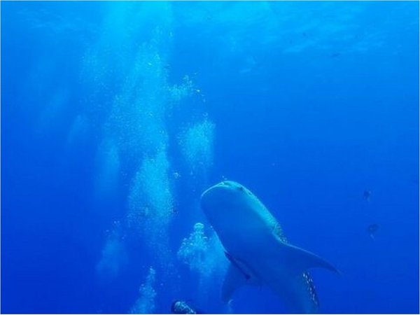 Pérdida de biodiversidad es más rápida en hábitat marino