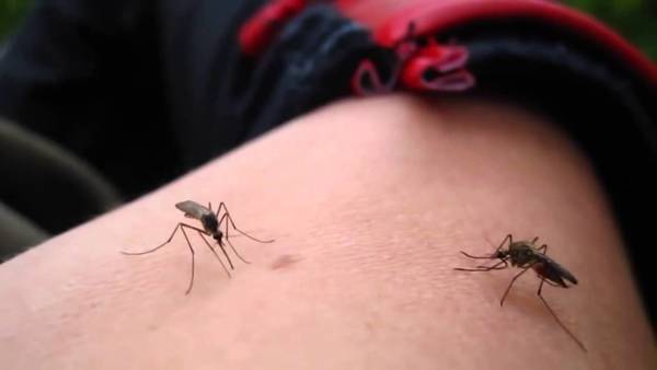 PARAGUAY EN ALERTA ANTE AUMENTO DE CASOS DE DENGUE EN LAS AMÉRICAS