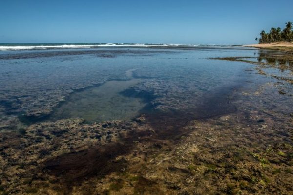 En Brasil, derrame de petróleo llega a las playas y afecta arrecifes de coral » Ñanduti