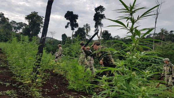 Destruyen 517 toneladas de marihuana causando un perjuicio económico a mafias