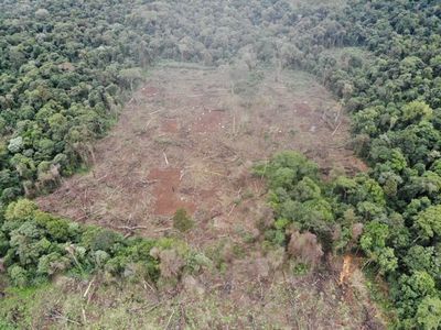 Marihuaneros deforestaron 48 hectáreas de bosques en Parque Nacional de Caazapá