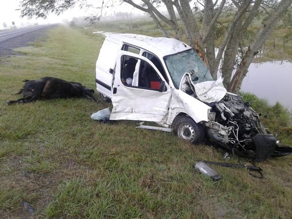 Vaca suelta provoca accidente a argentinos