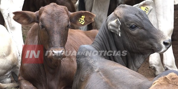 UNIÓN EUROPEA APRUEBA COMPRA DE CARNE PARAGUAYA A SU MERCADO