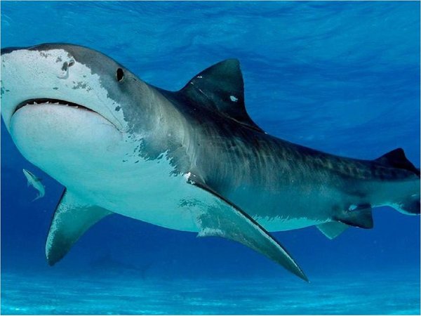 La piel de los tiburones tigre en Galápagos revela su dieta
