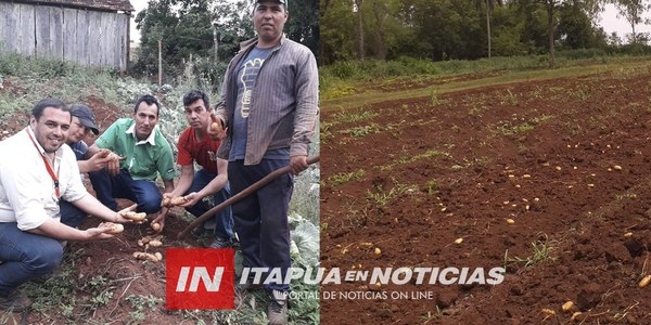 NVA. ALBORADA: COSECHA DE PAPA LLEGA LOS 32.000 KG. POR HECTÁREA