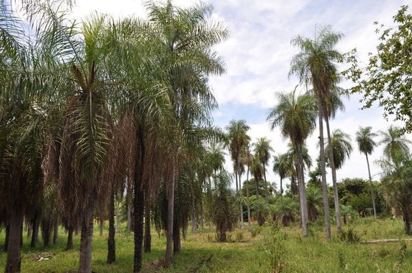 “EL ÁRBOL BONDADOSO DEL PARAGUAY”