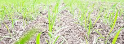 Una promisoria producción de arroz en  la actual zafra - Economía - ABC Color