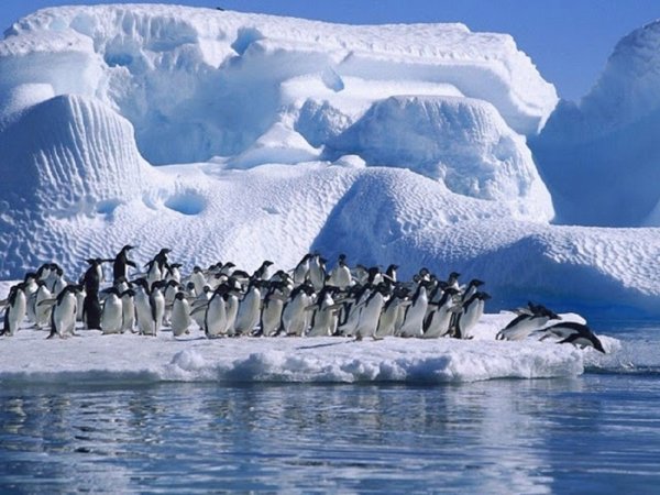 WWF pide una red de reservas marinas en la Antártida